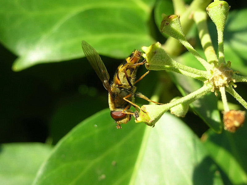 Syrphus sp.